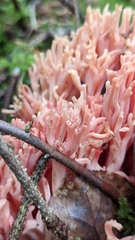 Ramaria araiospora
