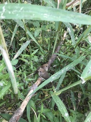 Sinosuthora webbiana