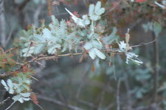 Acacia baileyana