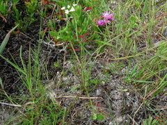 Dasispermum