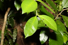 Baloghia inophylla