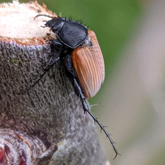 Phyllotocus rufipennis