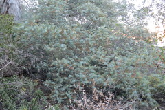 Acacia baileyana