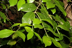 Baloghia inophylla