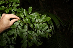 Pararchidendron pruinosum