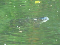 Prochilodus lineatus