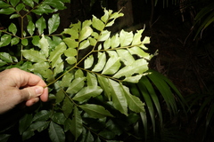 Pararchidendron pruinosum