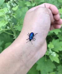 Chrysochus chinensis