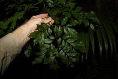 Pararchidendron pruinosum