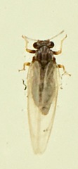 Bactericera cockerelli