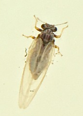 Bactericera cockerelli