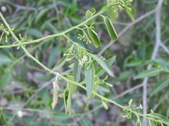 Vallesia glabra