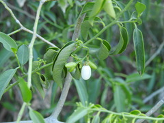 Vallesia glabra