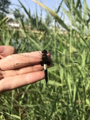 Pseudothemis zonata