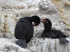 Leucocarbo magellanicus