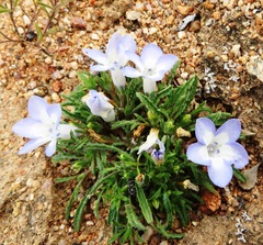 Wahlenbergia acaulis
