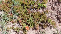 Malephora uitenhagensis