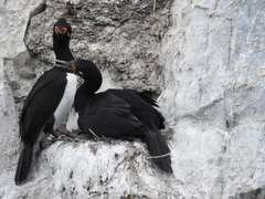 Leucocarbo magellanicus