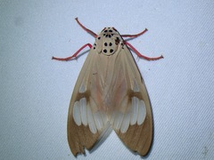 Amerila astreus