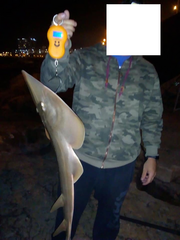 Pseudobatos horkelii