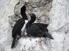 Leucocarbo magellanicus