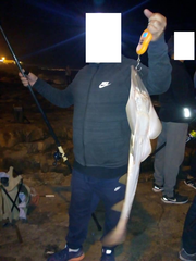 Pseudobatos horkelii