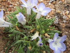 Wahlenbergia acaulis