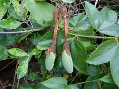 Elkea