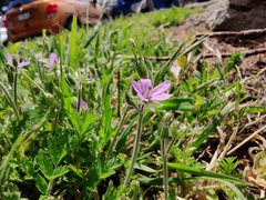 Erodium