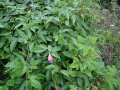 Elkea