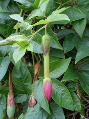 Elkea