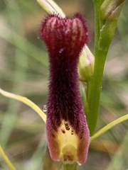 Cryptostylis hunteriana