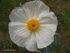 Argemone albiflora