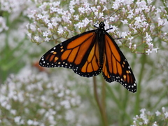 Danaus plexippus