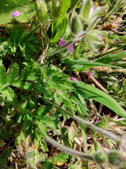 Erodium