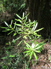Myrsine salicina