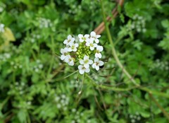 Nasturtium microphyllum