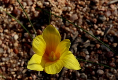 Romulea citrina