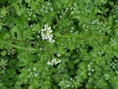 Nasturtium microphyllum