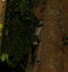 Trichosurus caninus