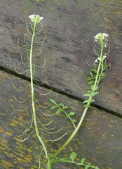Nasturtium microphyllum