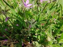 Erodium
