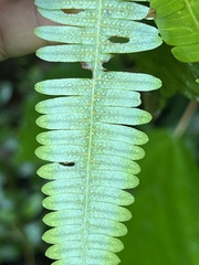 Gleichenella pectinata