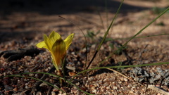 Romulea citrina