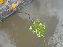 Gomphocarpus