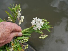 Gomphocarpus