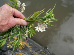 Gomphocarpus