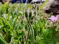 Erodium