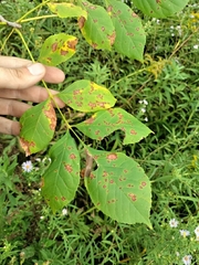 Mycosphaerella fraxinicola