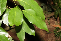 Cryptocarya erythroxylon